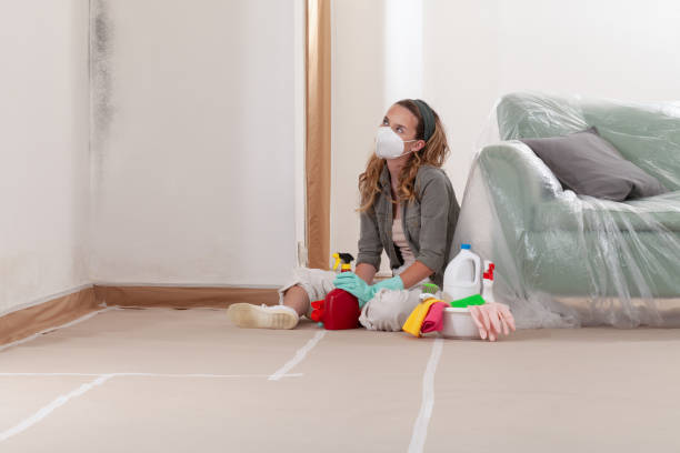Reliable Mold Removal contractor in Hudson, IL by WQB Mold Removal